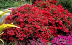 Cherry Dazzle Dwarf Crape Myrtle - 1 Gallon Pot -OLALA Plant Shop Picture Crape Myrtle Cherry Dazzle 5