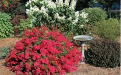 Cherry Dazzle Dwarf Crape Myrtle - 2 Gallon Pot -OLALA Plant Shop Picture Crape Myrtle Cherry Dazzle Dwarf 2 2