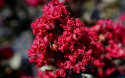 Double Feature Red Crape Myrtle - 3 Gallon Pot 13 Double Feature Red Crape Myrtle - 3 Gallon Pot -OLALA Plant Shop Picture Crape Myrtle Double Feature 2