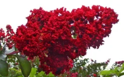 Dynamite Red Crape Myrtle - 5 Gallon Pot -OLALA Plant Shop Picture Crape Myrtle Dynamite 1 4