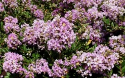 Early Bird Lavender Crape Myrtle - 3 Gallon Pot 9 Early Bird Lavender Crape Myrtle - 3 Gallon Pot -OLALA Plant Shop Picture Crape Myrtle Early Bird Lavender