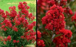 Enduring Summer Red Crape Myrtle - 5 Gallon Pot -OLALA Plant Shop Picture Crape Myrtle Enduring Summer Red 1 1