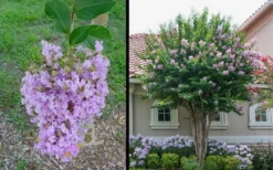 Muskogee Lavender Crape Myrtle - 5 Gallon Pot -OLALA Plant Shop Picture Crape Myrtle Muskogee 1 3