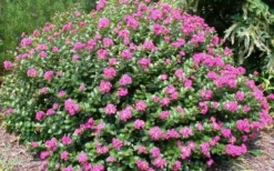 Pocomoke Dwarf Crape Myrtle - 3 Gallon Pot -OLALA Plant Shop Picture Crape Myrtle Pocomoke 2 1
