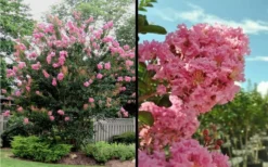Sioux Pink Crape Myrtle - 1 Gallon Pot -OLALA Plant Shop Picture Crape Myrtle Sioux Blooms 2