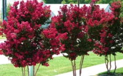 Tonto Red Crape Myrtle - 6 Pack Of 1 Gallon Pots -OLALA Plant Shop Picture Crape Myrtle Tonto 2 5