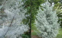 Silver Smoke Arizona Cypress - 3 Gallon Pot -OLALA Plant Shop Picture Cypress Silver Smoke 2