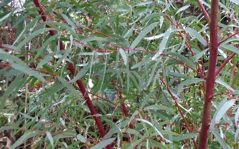 Angus Cold Hardy Eucalyptus Tree (Eucalyptus Nicholii) - 2 Gallon Pot 5 Angus Cold Hardy Eucalyptus Tree (Eucalyptus Nicholii) - 2 Gallon Pot - Image 5