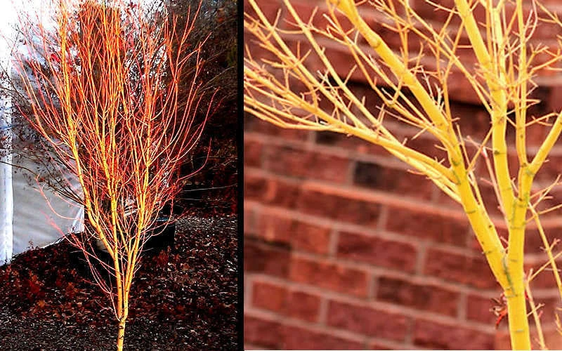 Bihou Yellow Bark Japanese Maple - 1 Gallon Pot 5 Bihou Yellow Bark Japanese Maple - 1 Gallon Pot - Image 5