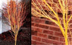 Bihou Yellow Bark Japanese Maple - 3 Gallon Pot 10 Bihou Yellow Bark Japanese Maple - 3 Gallon Pot -OLALA Plant Shop Picture Japanese Maple Bihou 1