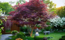 Bloodgood Red Leaf Japanese Maple - 1 Gallon Pot -OLALA Plant Shop Picture Japanese Maple Bloodgood tree 1