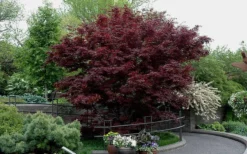 Bloodgood Red Leaf Japanese Maple - 1 Gallon Pot -OLALA Plant Shop Picture Japanese Maple Bloodgood tree 2