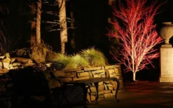 Sango Kaku Coral Bark Japanese Maple - 3 Gallon Pot (7-8') -OLALA Plant Shop Picture Japanese Maple Coral Bark Lighted At Night 2