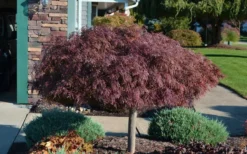 Crimson Queen Dwarf Japanese Maple - 1 Gallon Pot -OLALA Plant Shop Picture Japanese Maple Crimson Queen 1 2