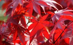 Fireglow Red Leaf Japanese Maple - 5 Gallon Pot (4-4.5') 14 Fireglow Red Leaf Japanese Maple - 5 Gallon Pot (4-4.5') -OLALA Plant Shop Picture Japanese Maple Fireglow 2 3