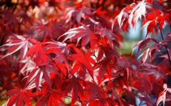 Fireglow Red Leaf Japanese Maple - 1 Gallon Pot -OLALA Plant Shop Picture Japanese Maple Fireglow 3 4