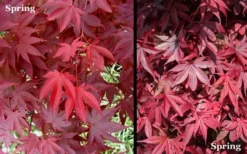 Red 'N Summer Japanese Maple - Acer Palmatum 'Hefner's Red' - 3 Gallon Pot -OLALA Plant Shop Picture Japanese Maple Hefners Red Spring