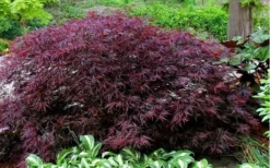 Red Dragon Dwarf Japanese Maple - 2 Gallon Pot -OLALA Plant Shop Picture Japanese Maple Red Dragon