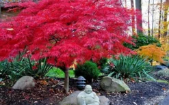 Red Dragon Dwarf Japanese Maple - 2 Gallon Pot -OLALA Plant Shop Picture Japanese Maple Red Dragon 4