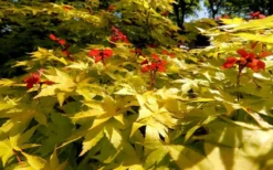 Summer Gold Japanese Maple - 3 Gallon Pot 9 Summer Gold Japanese Maple - 3 Gallon Pot -OLALA Plant Shop Picture Japanese Maple Summer Gold 8 1