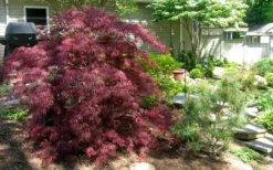Tamukeyama Dwarf Red Japanese Maple - 2 Gallon Pot 10 Tamukeyama Dwarf Red Japanese Maple - 2 Gallon Pot -OLALA Plant Shop Picture Japanese Maple Tamukeyama 3 5