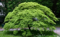 Viridis Dwarf Green Japanese Maple - 5 Gallon Pot -OLALA Plant Shop Picture Japanese Maple Viridis 1