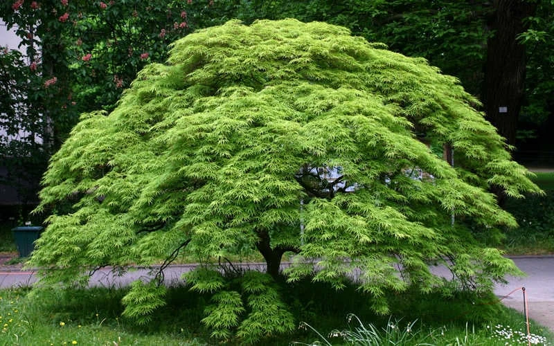 Viridis Dwarf Green Japanese Maple - 1 Gallon Pot 6 Viridis Dwarf Green Japanese Maple - 1 Gallon Pot - Image 6