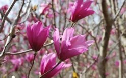 Ann Magnolia Tulip Tree - 2 Gallon Pot -OLALA Plant Shop Picture Magnolia Ann 1 2
