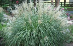 Adagio Dwarf Maiden Grass - Miscanthus Sinensis - 3 Gallon Pot -OLALA Plant Shop Picture Maiden Grass Adagio Dwarf 1