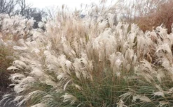 Adagio Dwarf Maiden Grass - Miscanthus Sinensis - 3 Gallon Pot -OLALA Plant Shop Picture Maiden Grass Adagio Dwarf 2 1