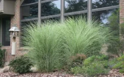 Maiden Grass - Miscanthus Sinensis 'Gracillimus' - 6 Pack Of 1 Gallon Pots -OLALA Plant Shop Picture Maiden Grass Gracillimus