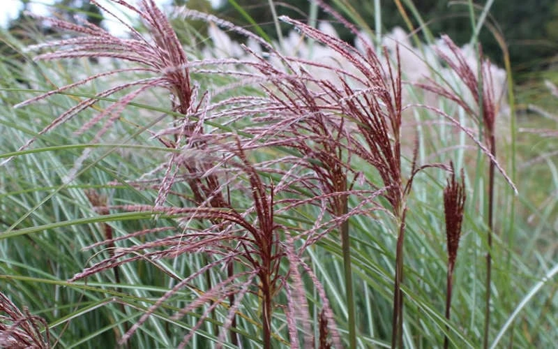Maiden Grass - Miscanthus Sinensis 'Gracillimus' - 3 Gallon Pot 8 Maiden Grass - Miscanthus Sinensis 'Gracillimus' - 3 Gallon Pot - Image 8
