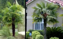 Windmill Cold Hardy Palm Tree - 7 Gallon Pot (2-3') -OLALA Plant Shop Picture Palm Windmill 3