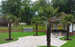 Windmill Cold Hardy Palm Tree - 2 Gallon Pot -OLALA Plant Shop Picture Palm Windmill 4 1