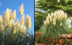 White Pampas Grass - 1 Gallon Pot 11 White Pampas Grass - 1 Gallon Pot -OLALA Plant Shop Picture Pampas Grass White 2