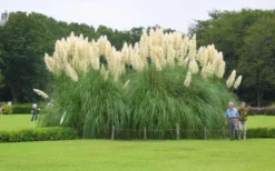 White Pampas Grass - 1 Gallon Pot 9 White Pampas Grass - 1 Gallon Pot -OLALA Plant Shop Picture Pampas Grass White 3