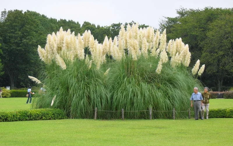 White Pampas Grass - 1 Gallon Pot 4 White Pampas Grass - 1 Gallon Pot - Image 4