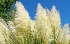 White Pampas Grass - 1 Gallon Pot 10 White Pampas Grass - 1 Gallon Pot -OLALA Plant Shop Picture Pampas Grass White 4