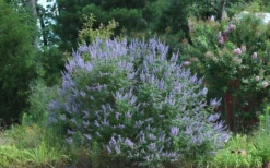 Blue Chaste Tree - Vitex Agnus-castus - 1 Gallon Pot -OLALA Plant Shop Picture Vitex Chaste Tree 4 1