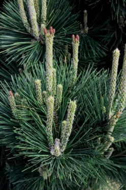 Japanese Black Pine - Pinus Thunbergii - 3 Gallon Pot -OLALA Plant Shop Pine Japanese Black 29