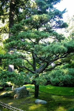 Japanese Black Pine - Pinus Thunbergii - 3 Gallon Pot -OLALA Plant Shop Pine Japanese Black 5