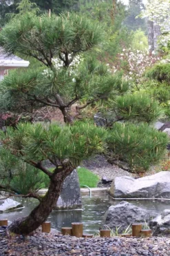 Japanese Black Pine - Pinus Thunbergii - 3 Gallon Pot -OLALA Plant Shop Pine Japanese Black 7