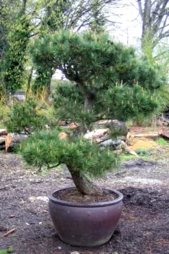 Japanese Black Pine - Pinus Thunbergii - 3 Gallon Pot -OLALA Plant Shop Pine Japanese Black In Pot 1