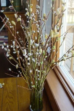 White Flowering Pussy Willow - Salix Caprea - 3 Gallon Pot -OLALA Plant Shop Pussy Willow White 13