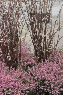 White Flowering Pussy Willow - Salix Caprea - 3 Gallon Pot -OLALA Plant Shop Pussy Willow White 14