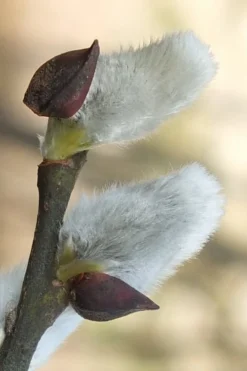 White Flowering Pussy Willow - Salix Caprea - 3 Gallon Pot -OLALA Plant Shop Pussy Willow White 3