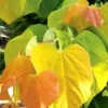 The Rising Sun Redbud Tree - 2 Gallon Pot