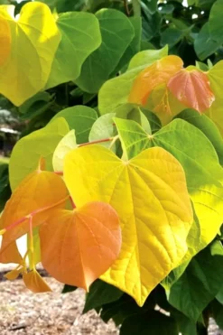 The Rising Sun Redbud Tree - 2 Gallon Pot