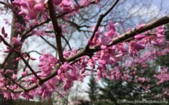 The Rising Sun Redbud Tree - 3 Gallon Pot 12 The Rising Sun Redbud Tree - 3 Gallon Pot -OLALA Plant Shop Redbud Rising Sun 31 2