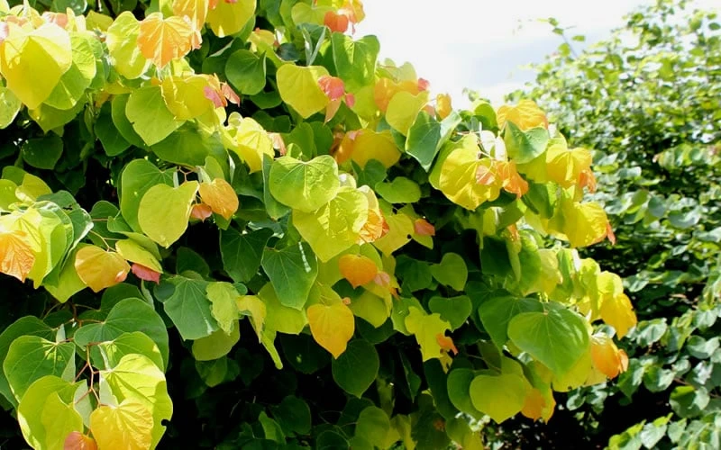 The Rising Sun Redbud Tree - 3 Gallon Pot 6 The Rising Sun Redbud Tree - 3 Gallon Pot - Image 6